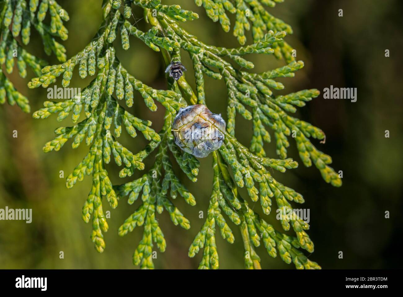 Port Orford Zeder / Lawson Zypresse (Chamaecyparis lawsoniana) Sorte Diks Weinen zeigt weibliche Zapfen im Frühjahr Stockfoto