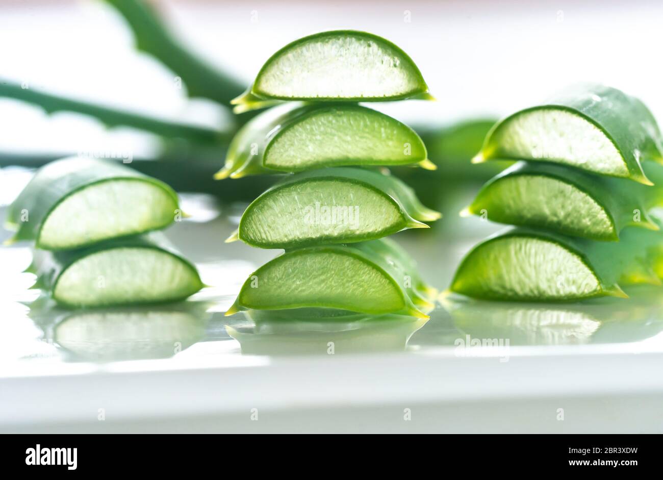 Frische Bltter der Aloe Vera auf den weien Hintergrund: Querschnitt  Stockfotografie - Alamy