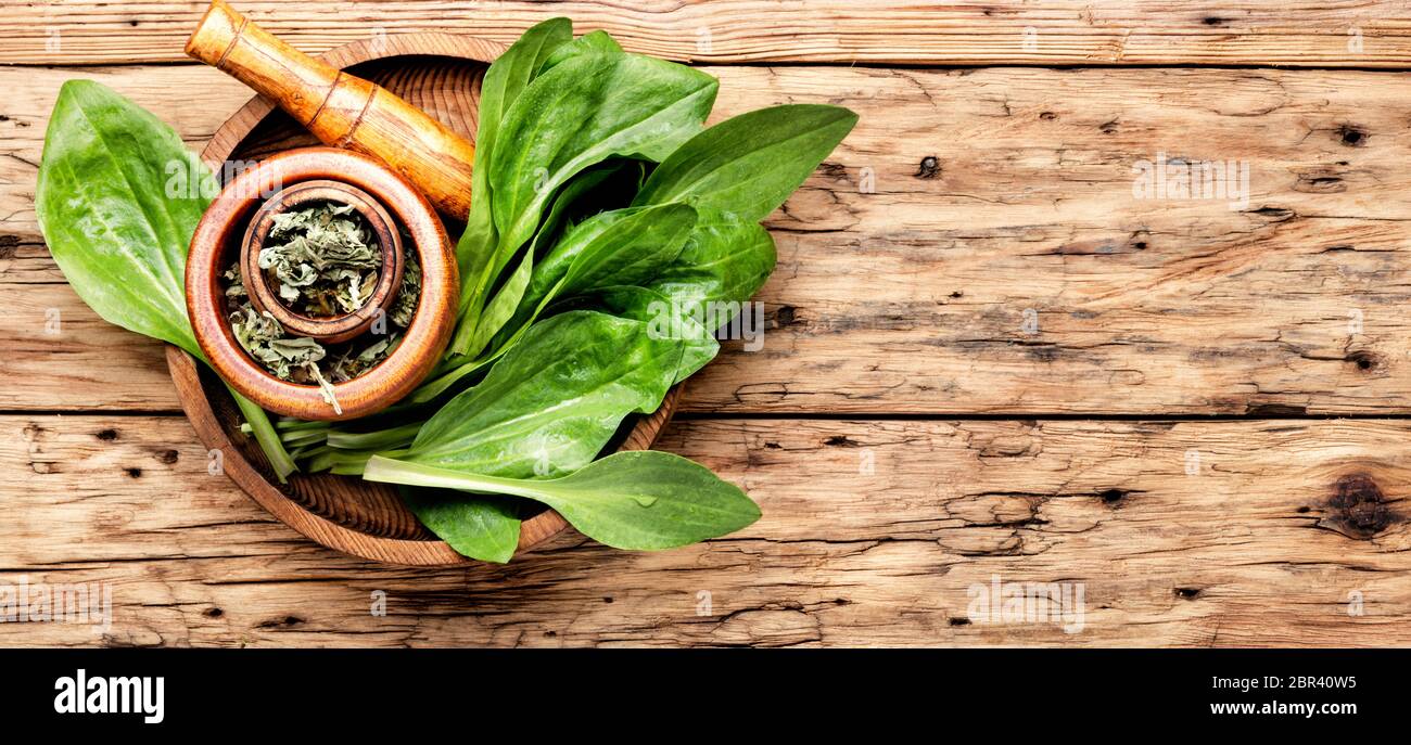 Frisches und trockenes Laub der Platanen. Heilpflanzen. Blätter eines Wegerich Stockfoto