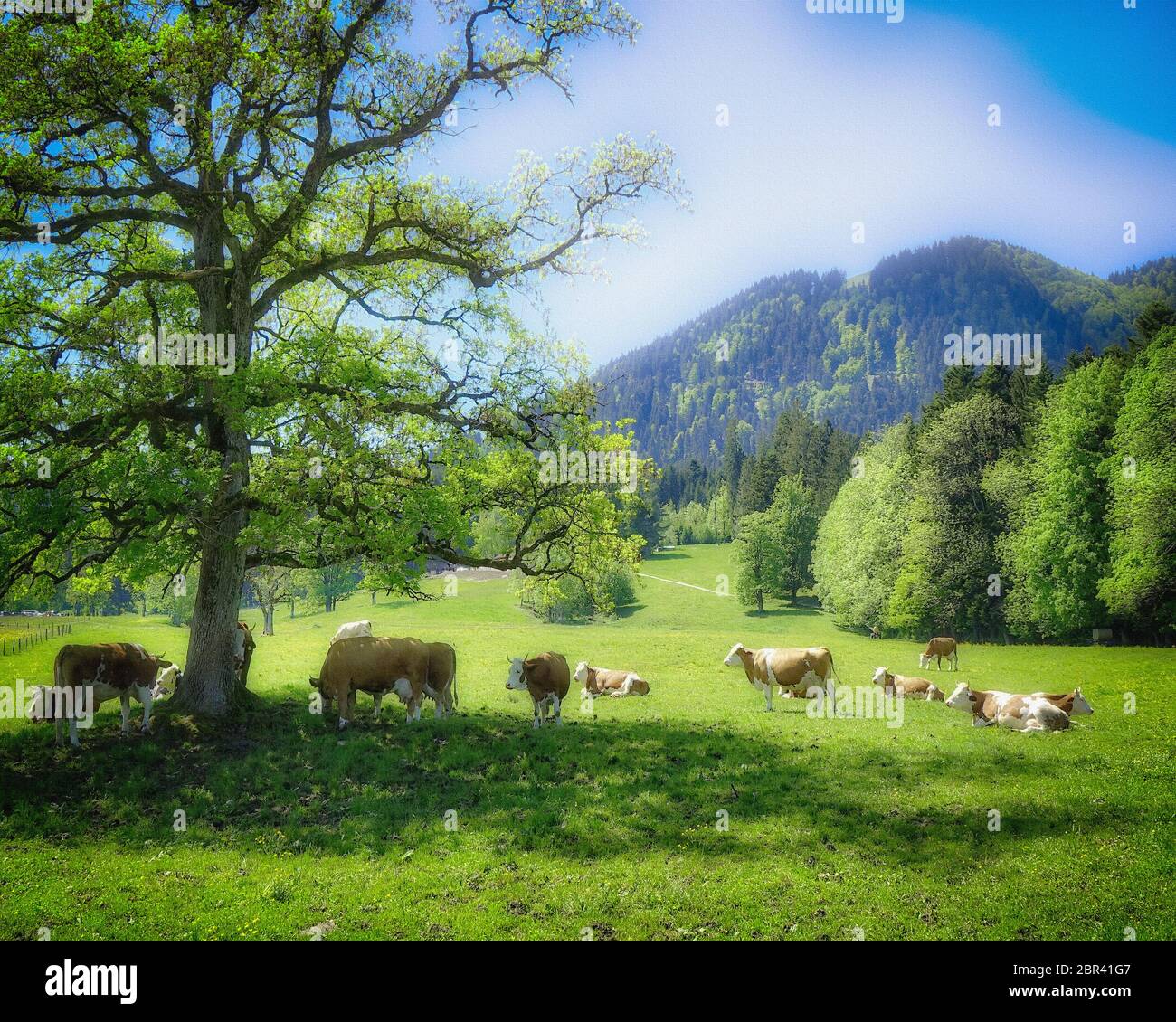 DE - BAYERN: Kühe grasen auf der Wiese am Wackersberg mit Blomberg im Hintergrund Stockfoto