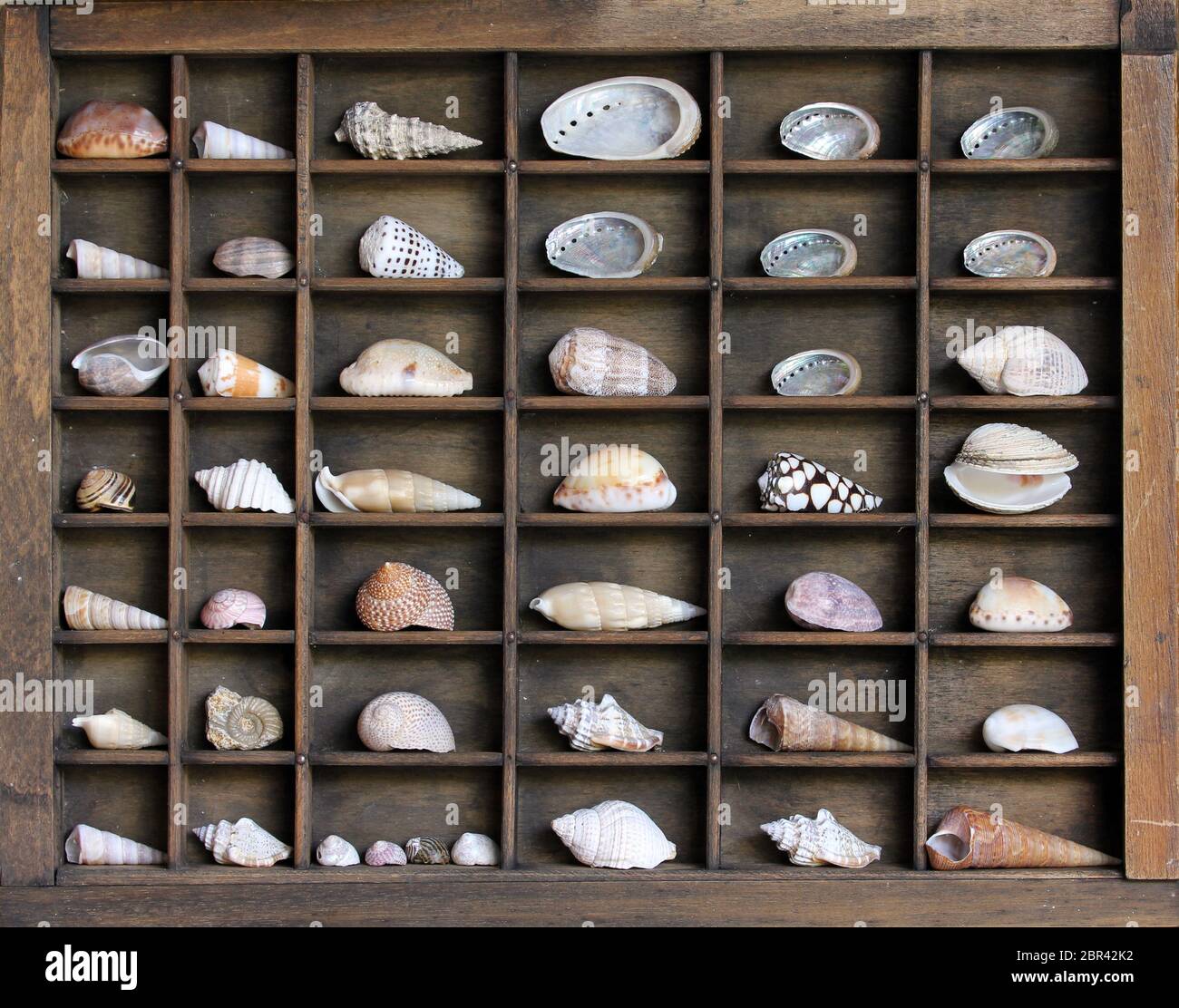 Muscheln angezeigt Stockfoto