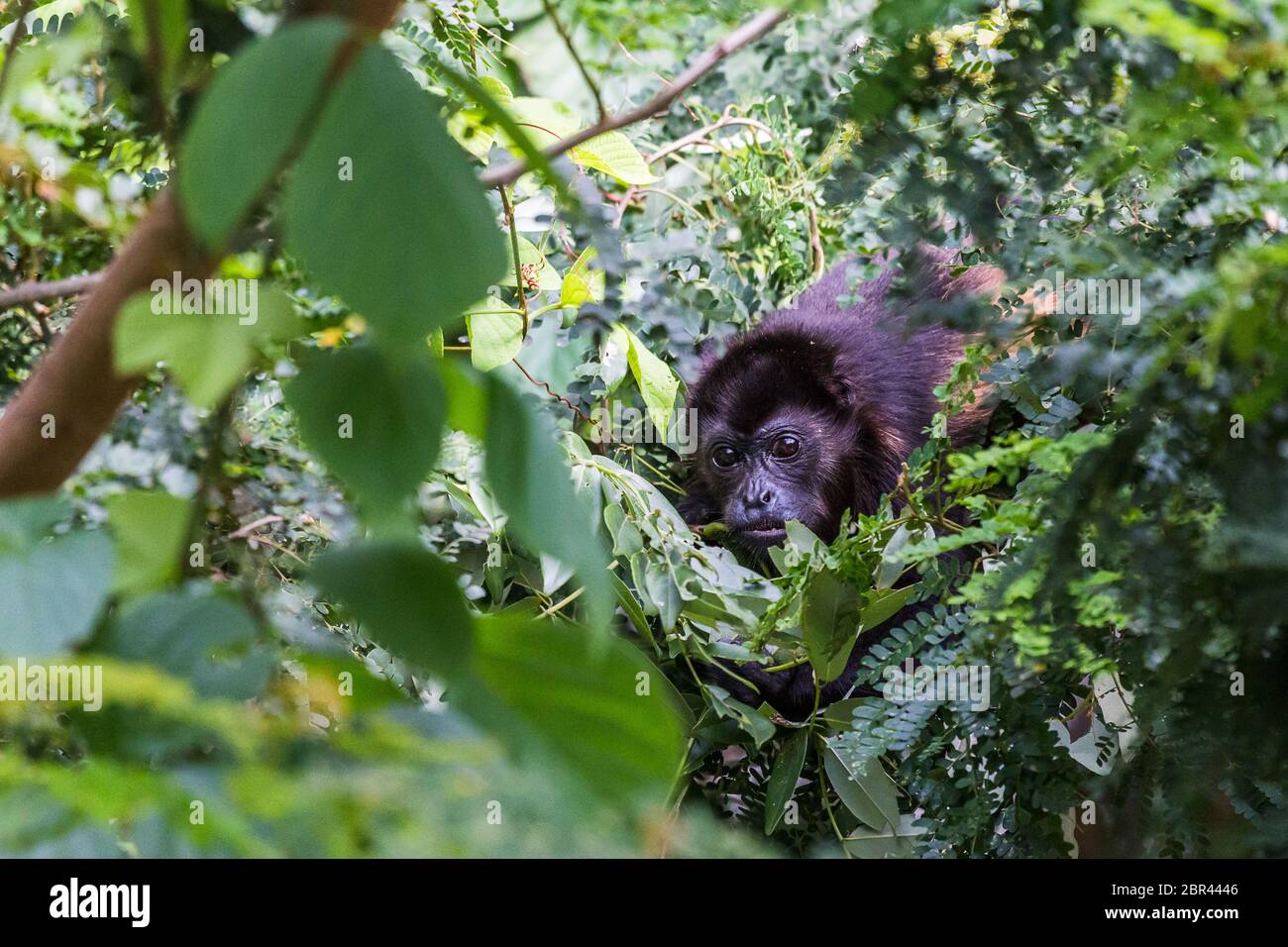 Brüllaffe auf Nahrungssuche in den Baumkronen von Guanacaste in Costa Rica. Stockfoto