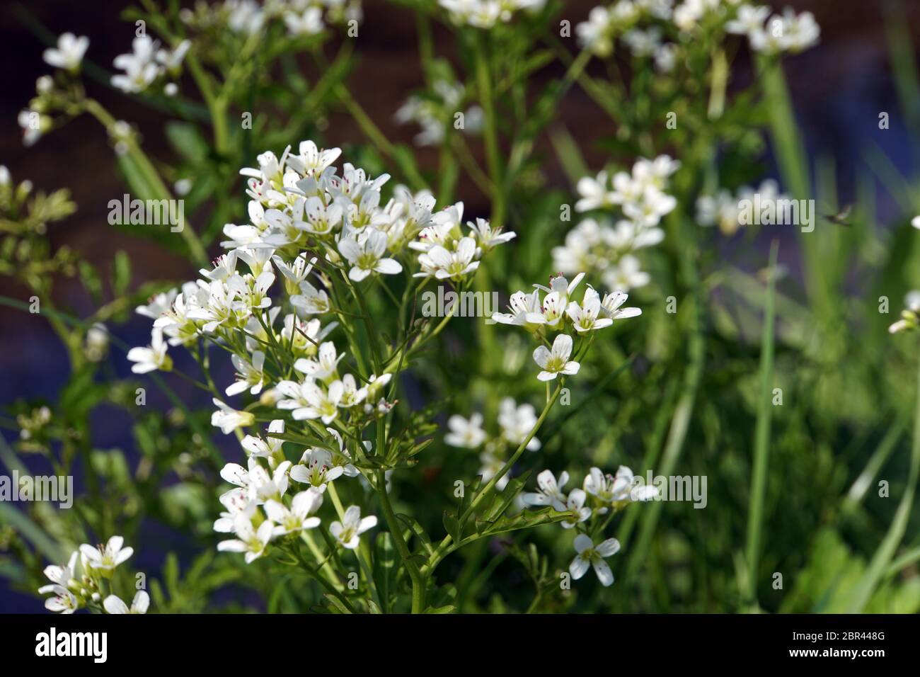 Bitteres Schaumkraut (Cardamine Amara) Stockfoto