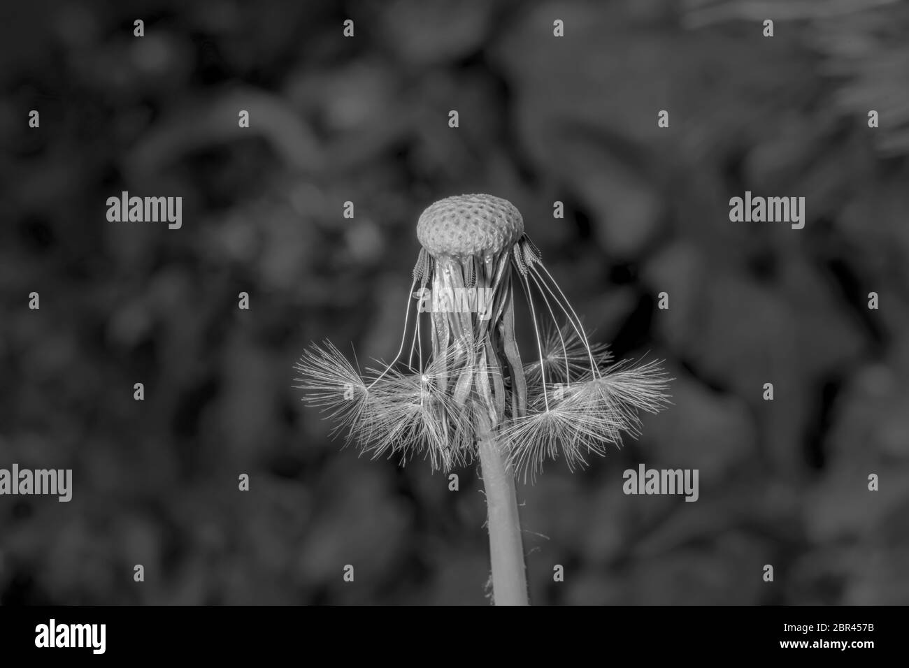 Reif Löwenzahn Samen Blüte Vor der Weiche verschwommen grünen Hintergrund monochrom Stockfoto