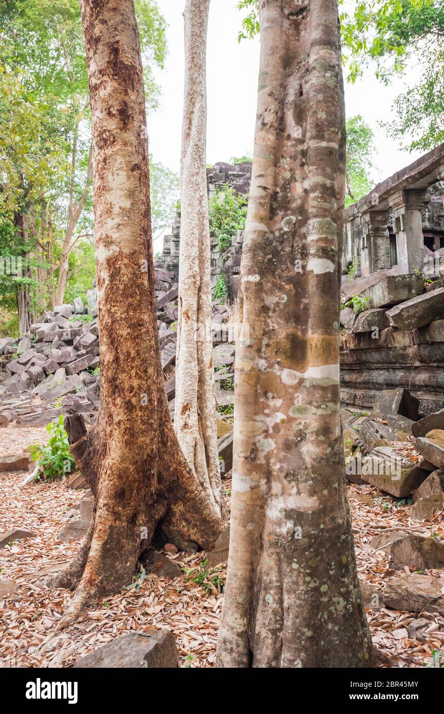 Blühende Bäume im Dschungeltempel von Beng Mealea. Angkor, UNESCO-Weltkulturerbe, Provinz Siem Reap, Kambodscha, Südostasien Stockfoto