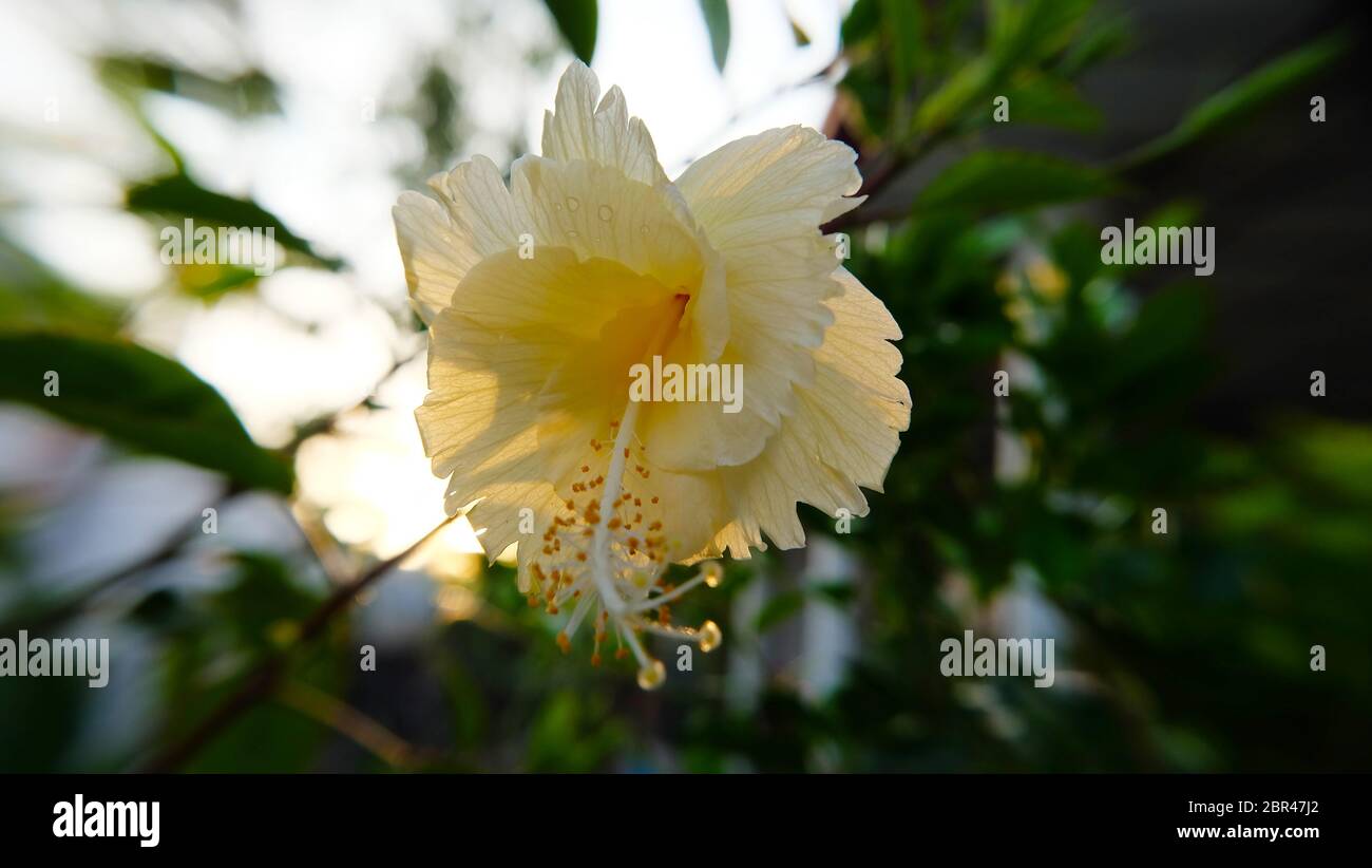 Nahaufnahme von blassgelben Hibiskusblüten in voller Blüte. Stockfoto