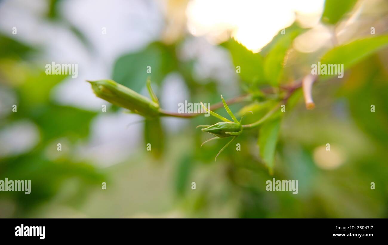 Grüne Hibiskusblüten wachsen auf einem Stängel. Unscharfer Hintergrund. Stockfoto