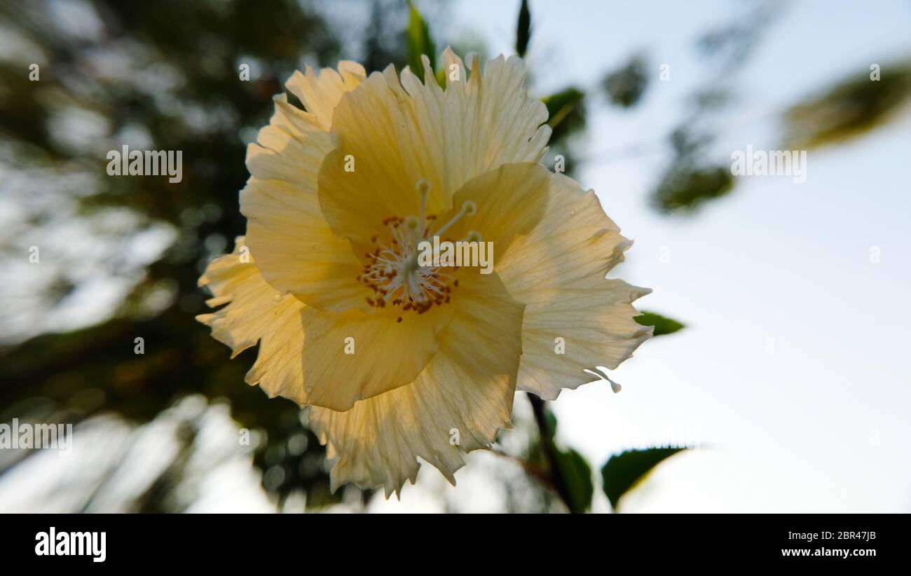 Nahaufnahme von blassgelben Hibiskusblüten in voller Blüte. Stockfoto