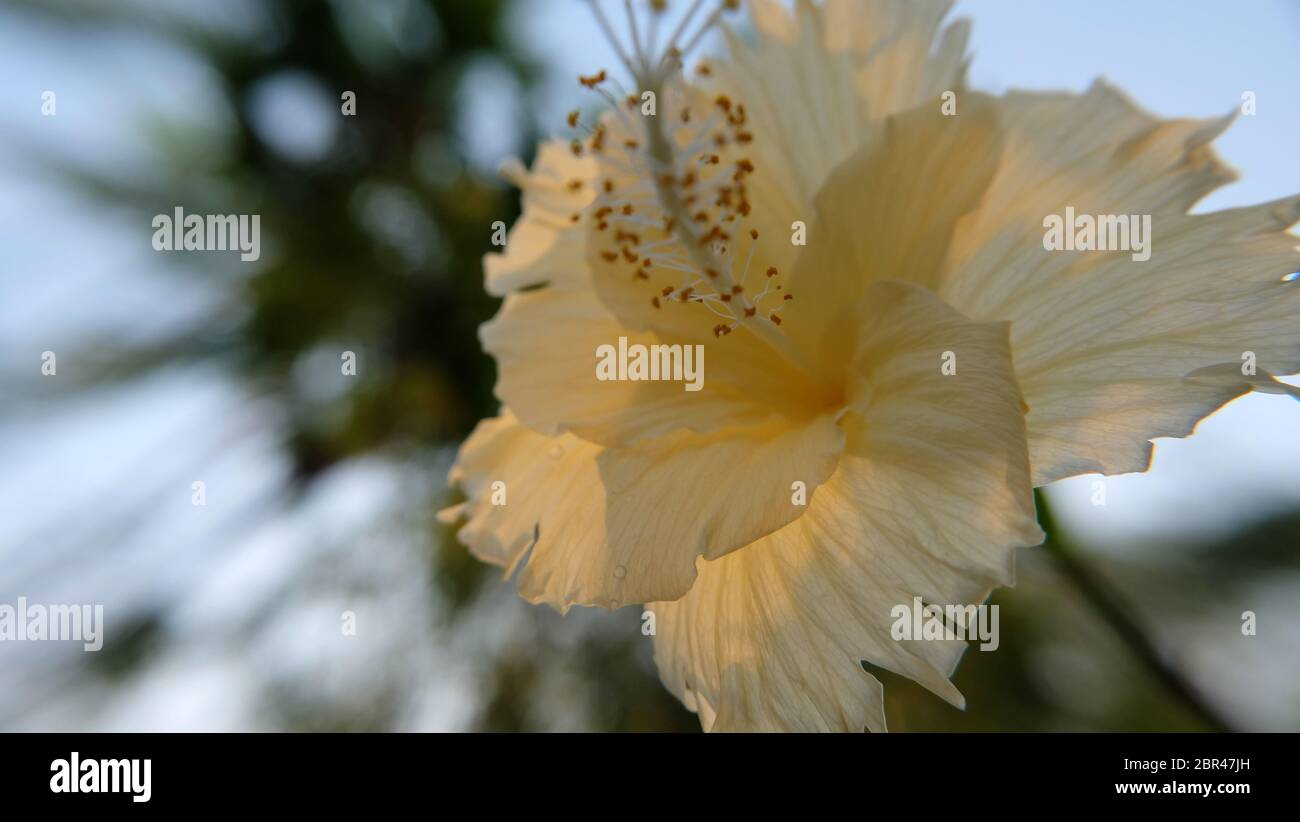Nahaufnahme von blassgelben Hibiskusblüten in voller Blüte. Stockfoto