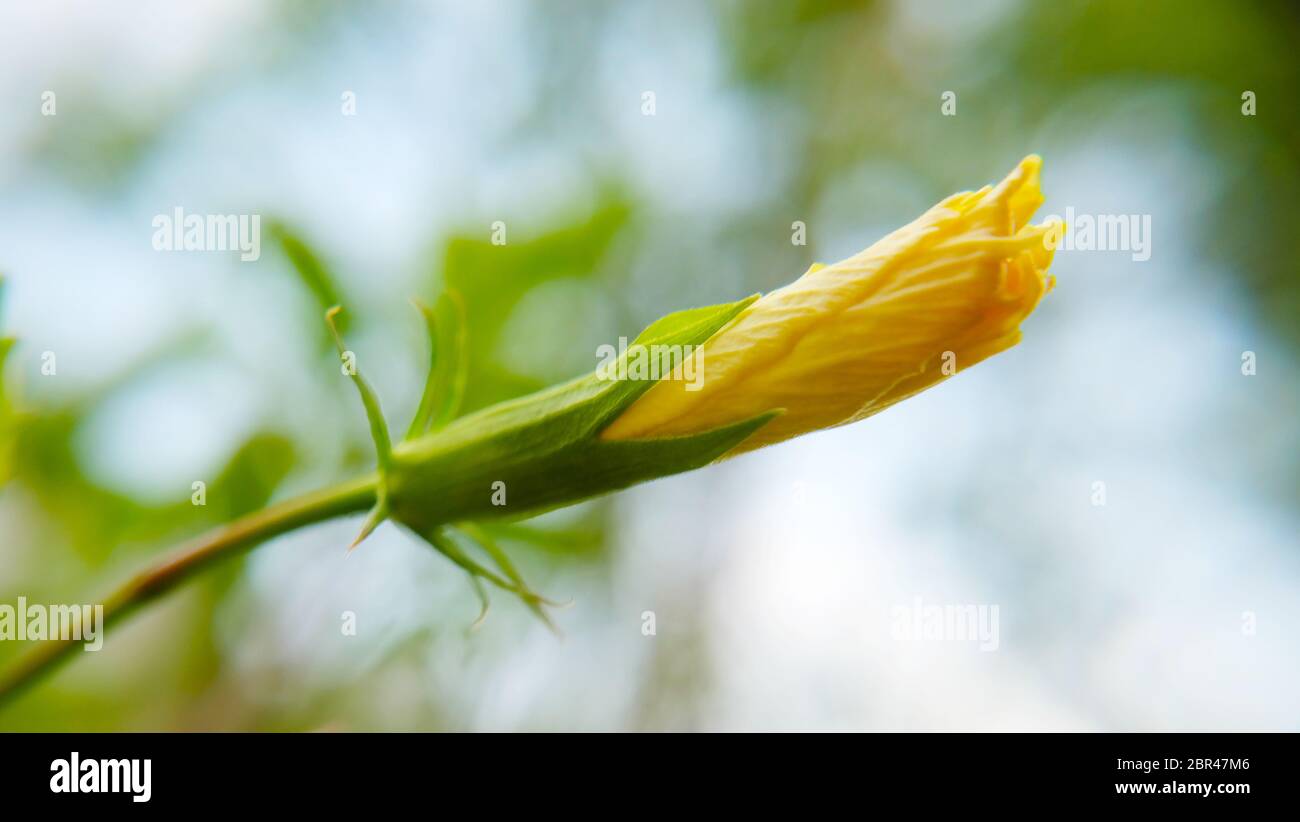 Eine gelbe Hibiskusblüte, die von der Seite aus zu blühen wartet. Unscharfer Hintergrund. Stockfoto