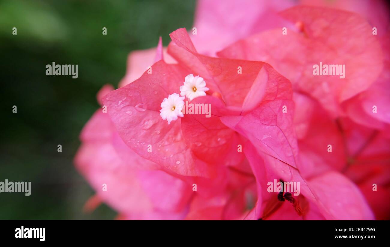 Nahaufnahme von rosa Bougainvillea Blumen. Stockfoto