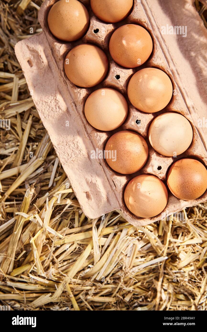 Karton mit gesunden braunen Eier vom Bauernhof gefüllt angezeigt auf sauberem Stroh von oben mit Kopie Raum gesehen Stockfoto