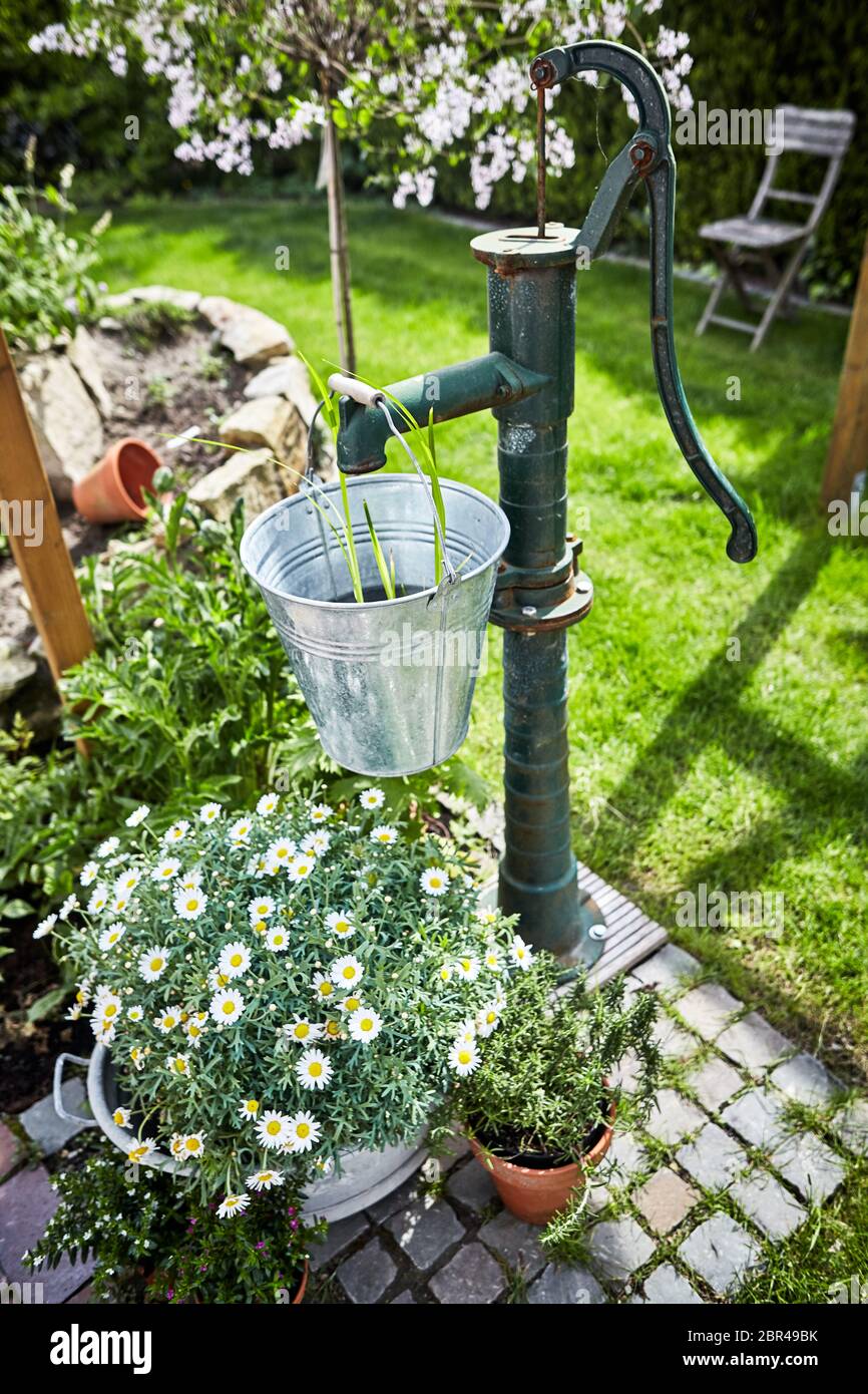 Retro Style Gartengestaltung mit alten Wasserpumpe und verzinktem Eimer und  Whirlpool mit einem Busch der Weißen Feder marguerite Gänseblümchen und  frische Kräuter auf einem p Stockfotografie - Alamy