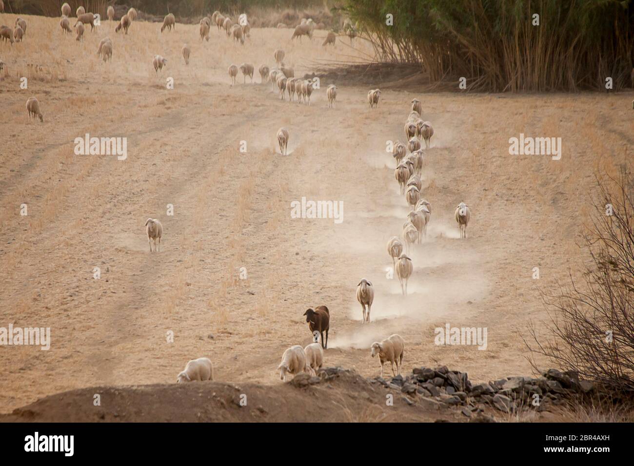 Schafe, die in spanien unter Staub spazieren gehen, ein Sommertag Stockfoto