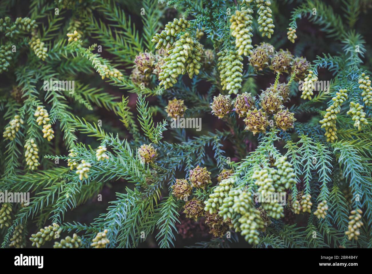 Grünlich geforkte Äste mit Pollen Kegel und Samen von Cryptomeria japonica allgemein bekannt als japanische Zeder oder Sugi Stockfoto