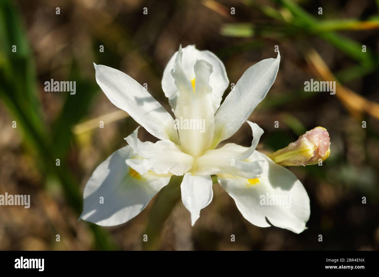 Übersicht über eine seltene Form von weißen Berbernussblüten (Gynandriris sisyrinchium) auf einem natürlichen Hintergrund. Auch bekannt als Iris sisyrinchium oder Moraea si Stockfoto