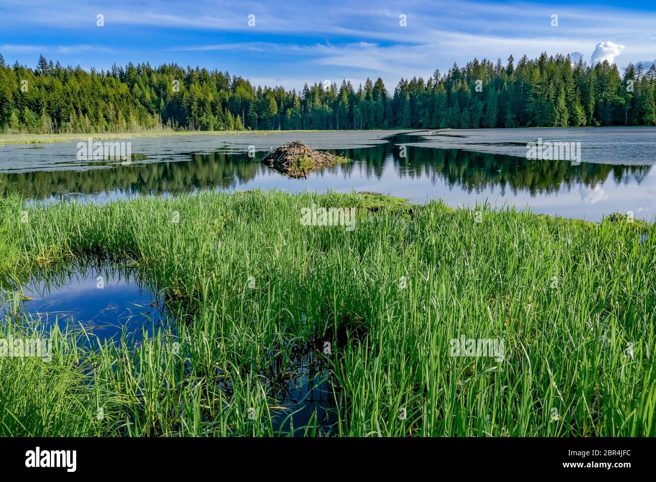 Beaver Lodge, Upper Marsh, Minnekhada Regional Park, Coquitlam, British Columbia, Kanada Stockfoto