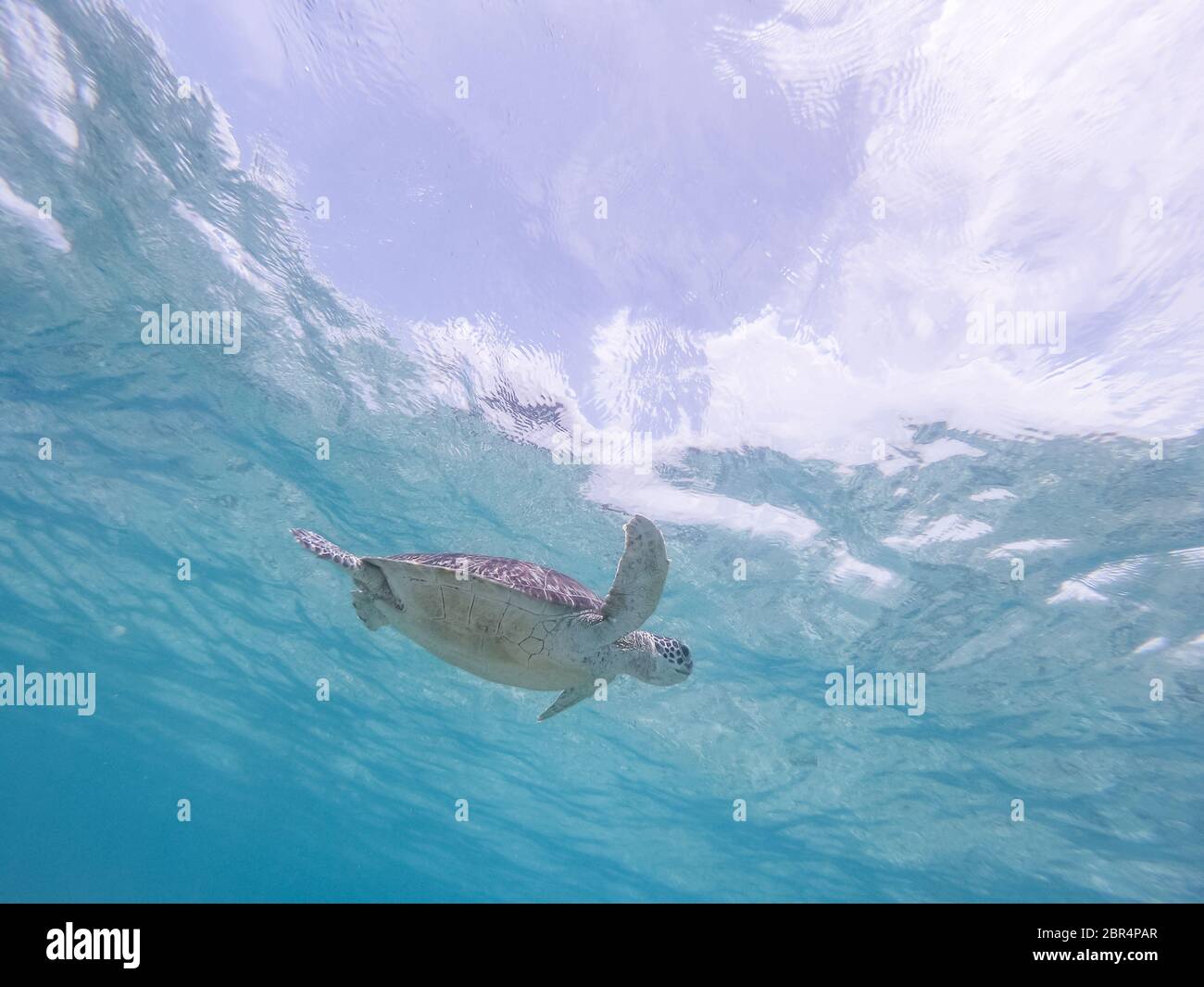 Sea Turtle schwimmen frei im blauen Ozean. Hawksbill Sea Turtle, Eretmochelys imbricata ist es, die gefährdeten Arten. Stockfoto