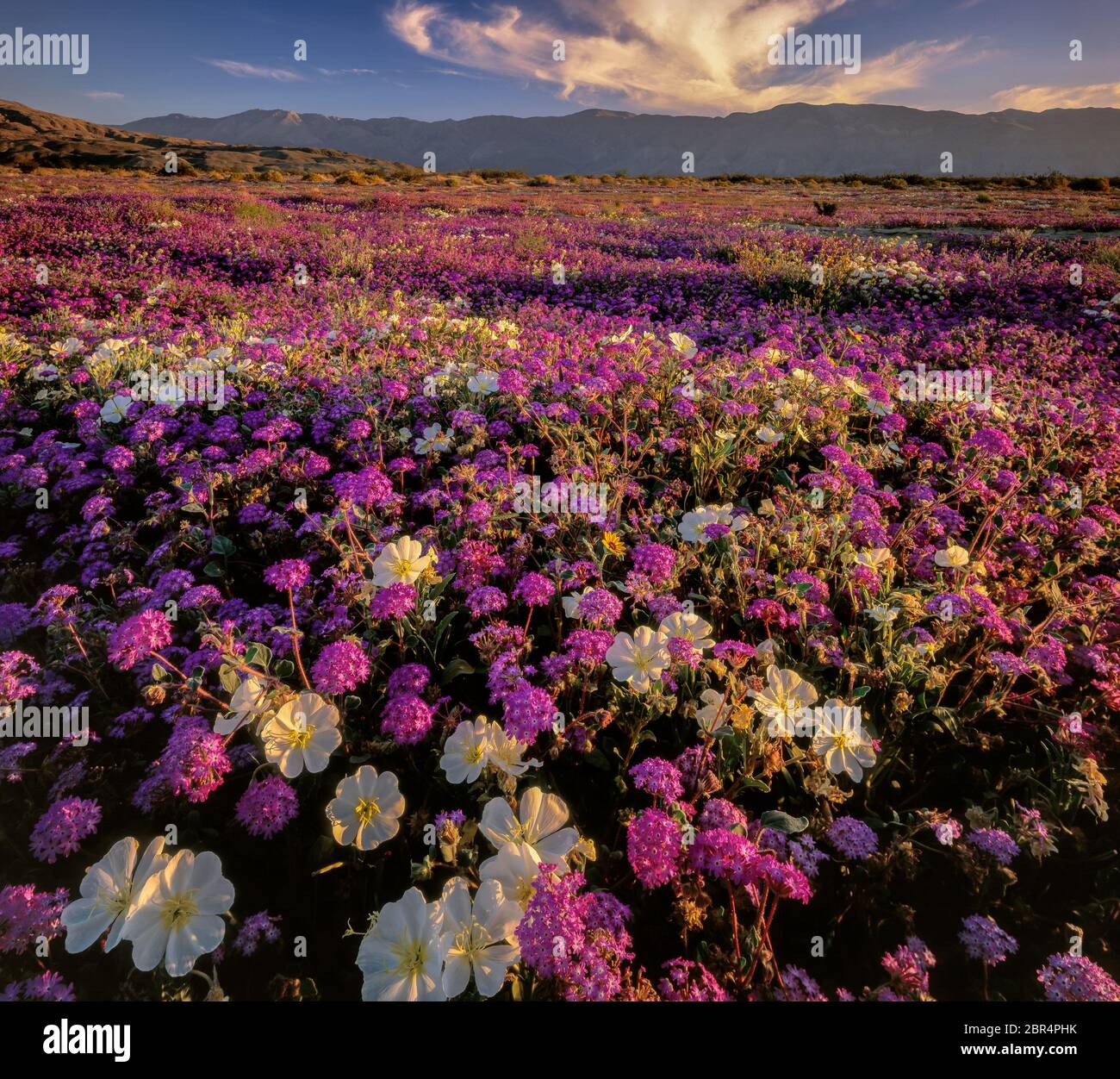 Eisenkraut, Primel, Anza-Borrego Desert State Park, San Diego County, Kalifornien Stockfoto