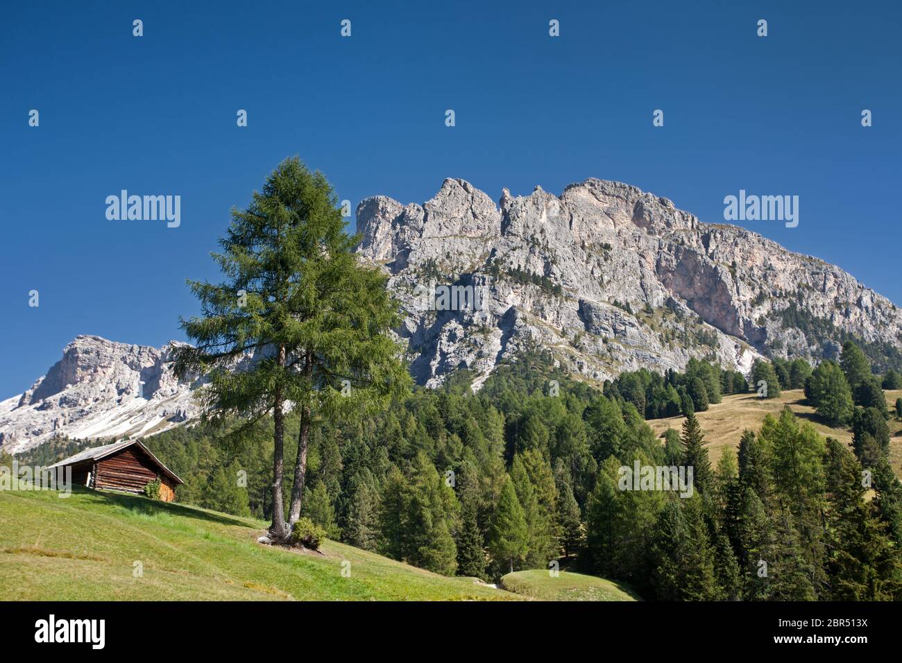 Lonely Tree im Naturpark Puez-Geisler Stockfoto
