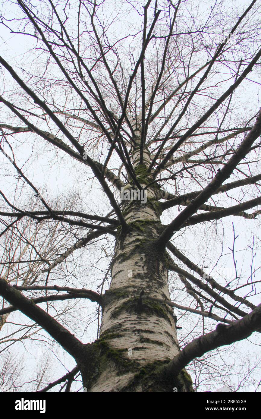 Der große Stamm der Birke mit den sich ausbreitenden Zweigen der Blätter gegen den hellgrauen Himmel. Blick von unten. Welkende Natur, düstere Stimmung. Stock Foto für Web und Print. Stockfoto