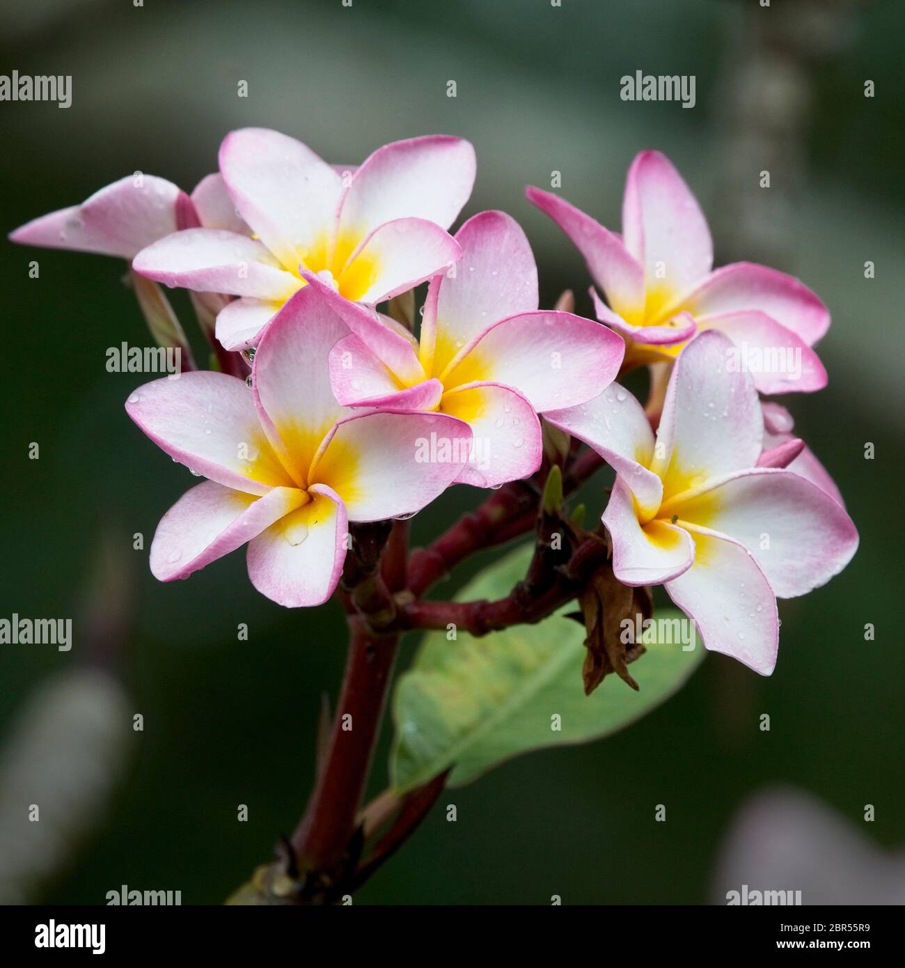Wilde Blumen in der Nähe von Matara, Sri Lanka. Stockfoto