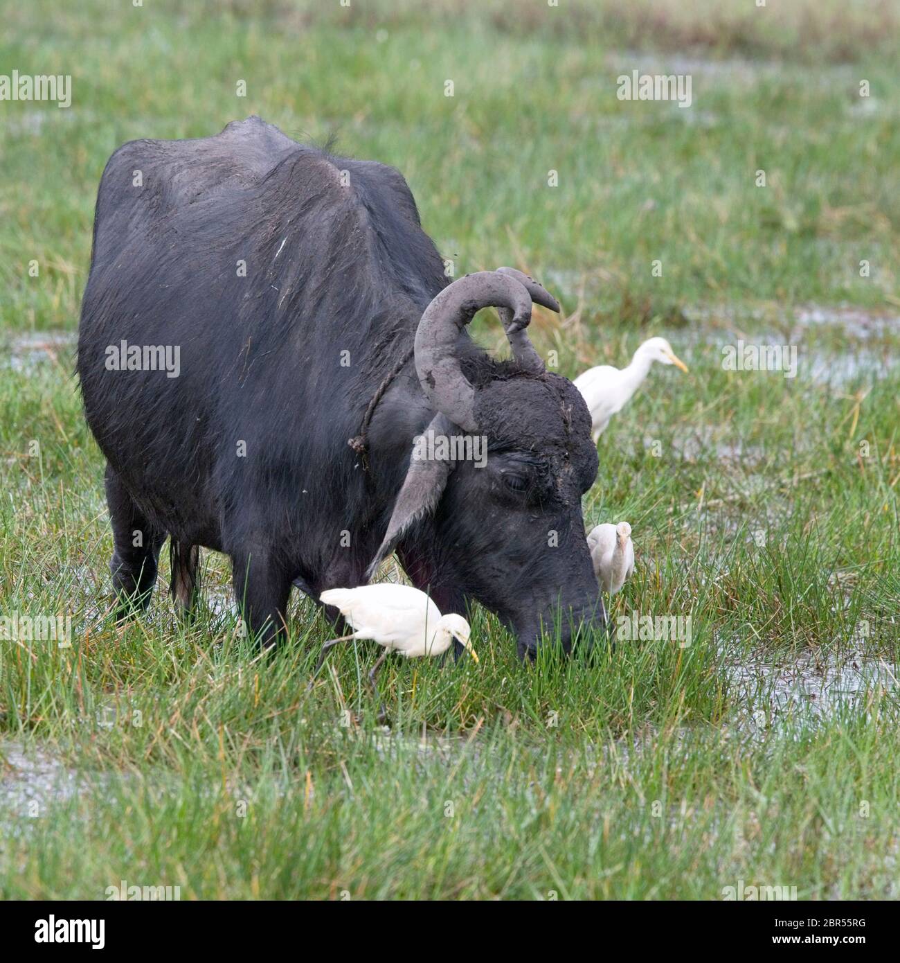 Ein domestizierter Wasserbüffel mit begleitenden Rinderreihern, auf einer feuchten Wiese in der Nähe von Matara, Sri Lanka. Stockfoto