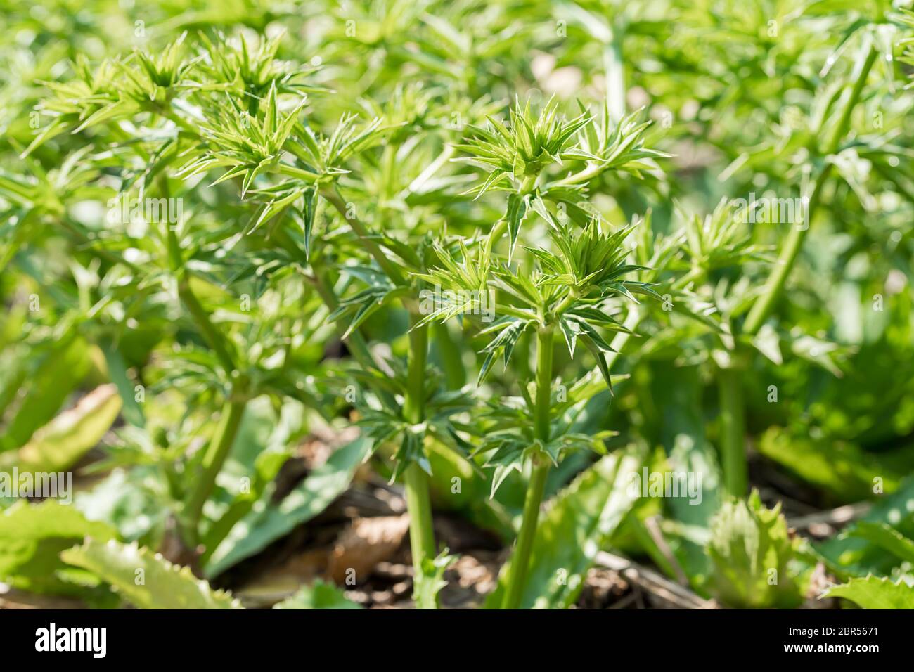 Frische Culantro Baum oder langer Koriander Blumenstengel wachsen im Gemüsegarten Stockfoto