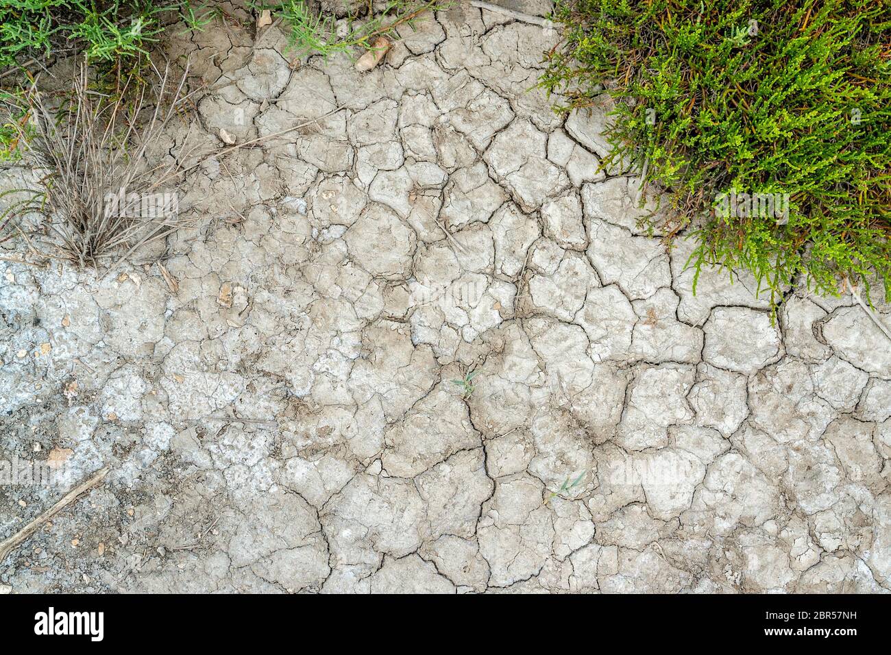 Hohen Winkel riparian closeup in einer Salzlake Lagune in der Camargue, eine Region im Süden Frankreichs Stockfoto