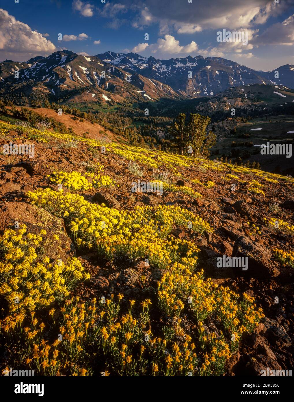 Schwefelblumen, Carson-Iceberg Wilderness, Stanislaus National Forest, Sierra Nevada, Kalifornien Stockfoto