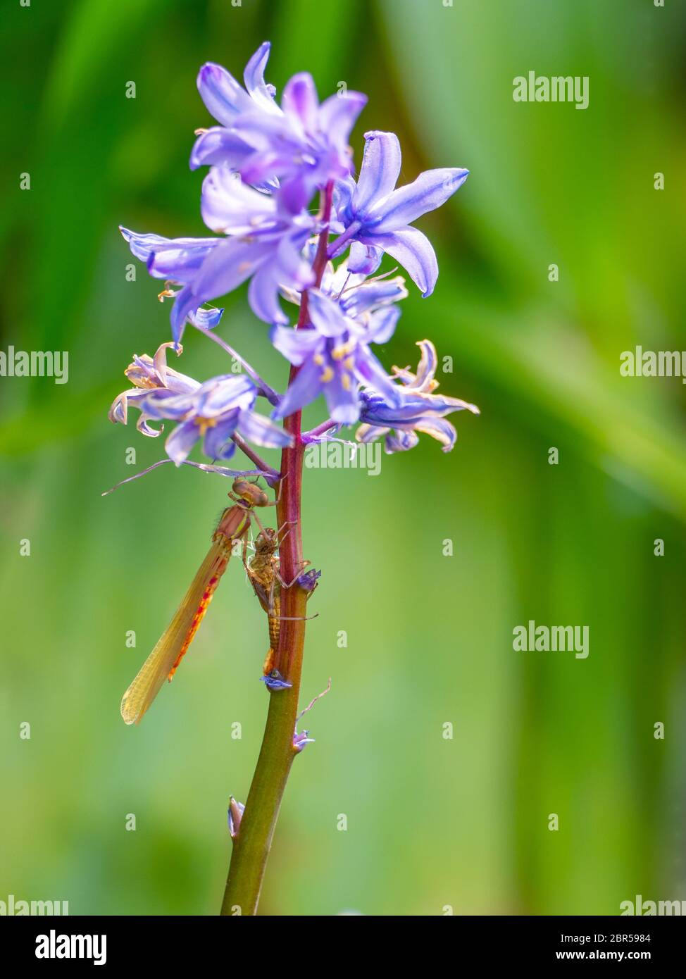 Große rote Damselfly neu auf einer Bluebell entstanden Stockfoto