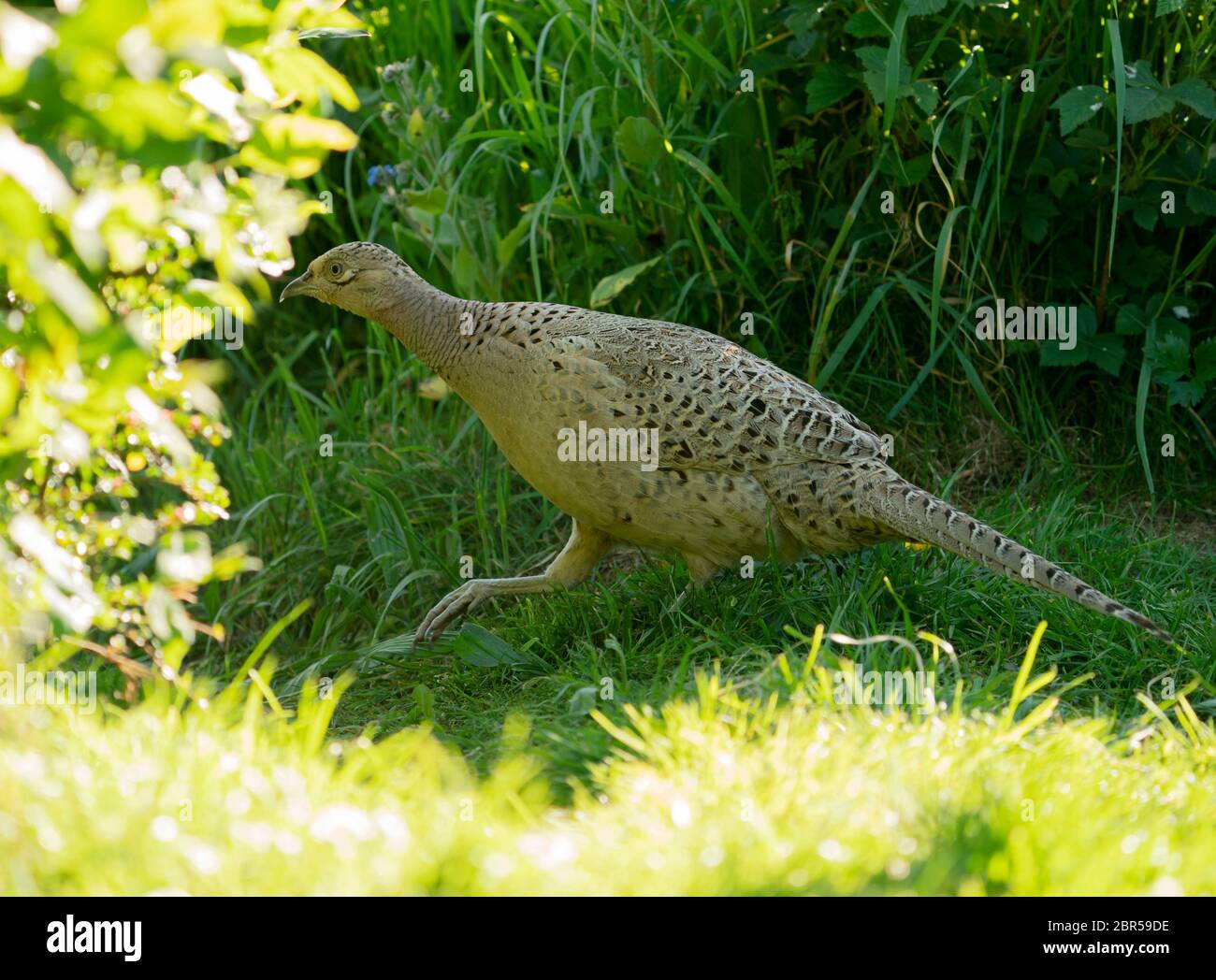 Ein weiblicher Fasan (Phasianus colchicus) am frühen Abend, Warwickshire Stockfoto