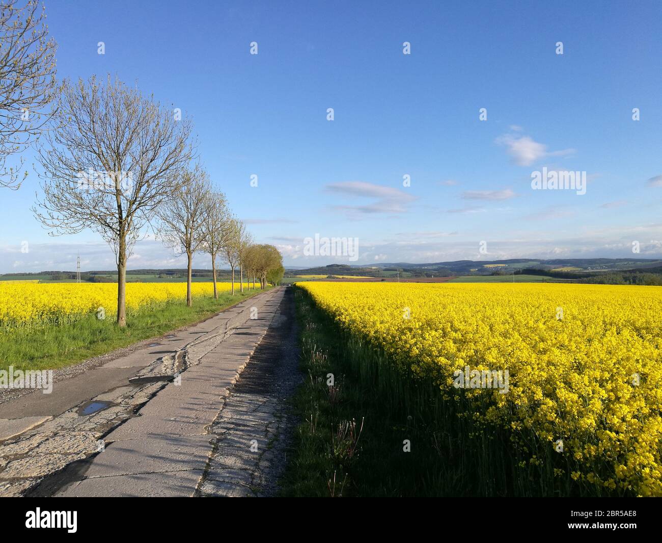 Ein mit Bäumen gesäuerter Weg durch blühende Rapsfelder und im Hintergrund das Erzgebirgsvorland in Sachsen, Landschaft im Frühling mit blauem Himmel U Stockfoto