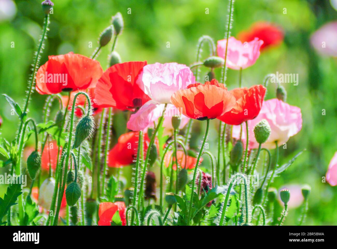 Mohn Blüte Latin Papaver rhoeas mit dem Licht hinter Stockfoto