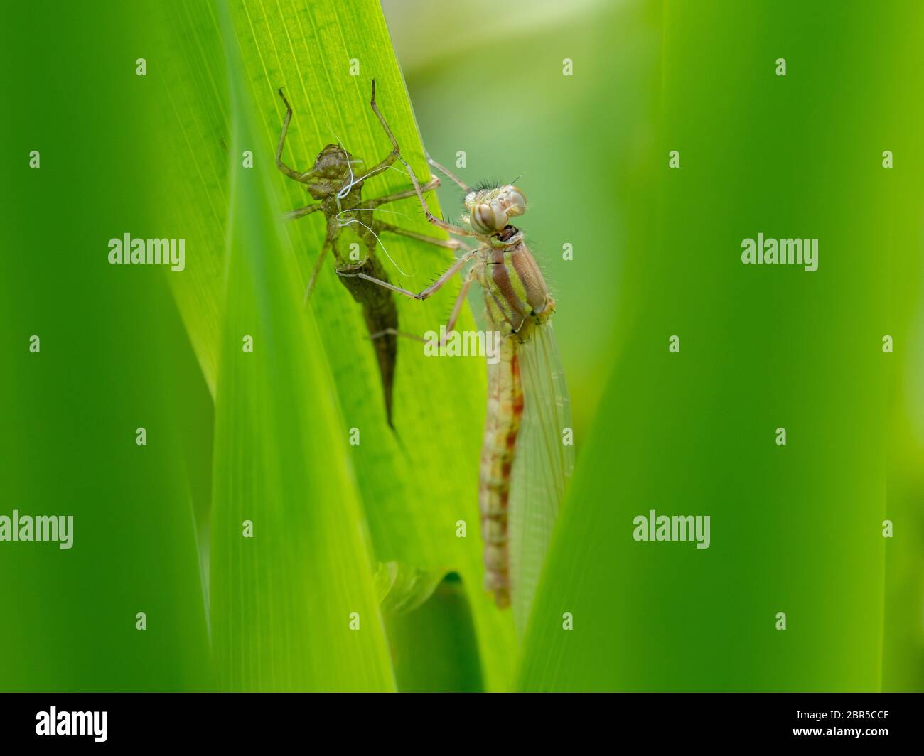 Große rote Damselfliege aus einer Larve Stockfoto