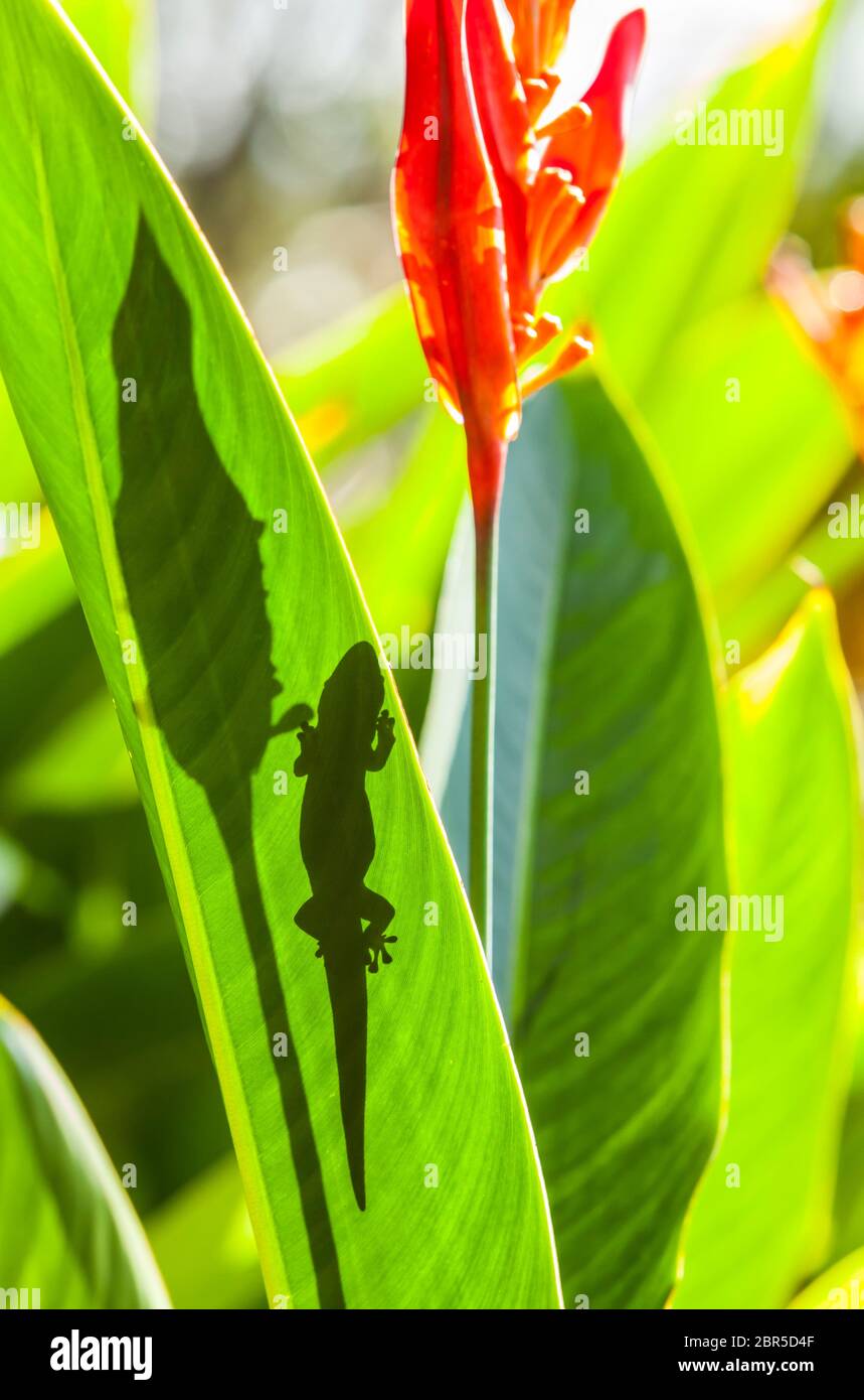 Ein Gecko auf einem Pflanzenblatt, das über dem Rand des Blattes, Puna, Hawai'i, Hawaii, USA, seinen Höhepunkt erreicht. Stockfoto
