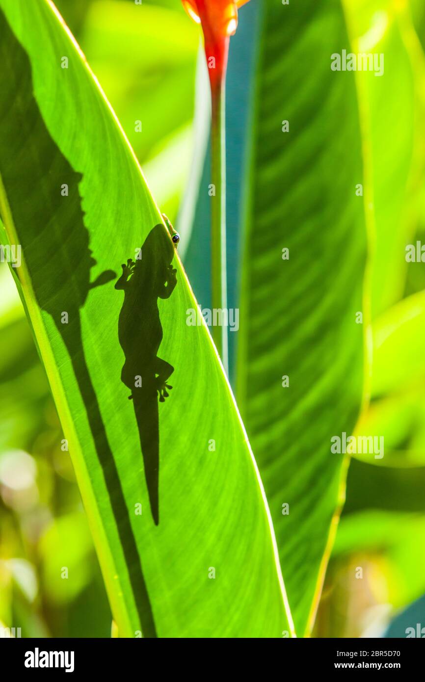 Ein Goldstaub-Taggecko auf einem Pflanzenblatt, das über dem Rand des Blattes, Puna, Hawai'i, Hawaii, USA, seinen Höhepunkt erreicht. Stockfoto