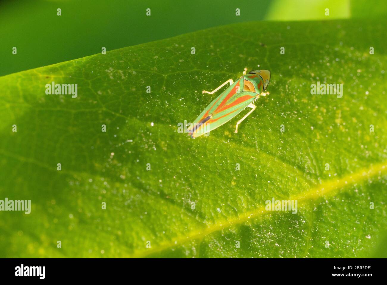 Rhododendron leafhopper (Graphocephala fennahi), Ungeziefer im Garten Stockfoto