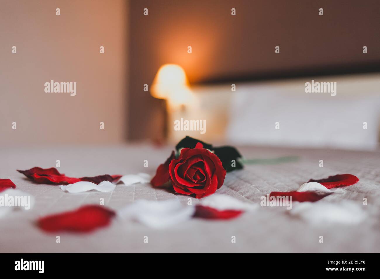 Rose auf dem Bett in den Hotelzimmern. Rose und ihre Blütenblätter auf dem Bett für einen romantischen Abend Stockfoto