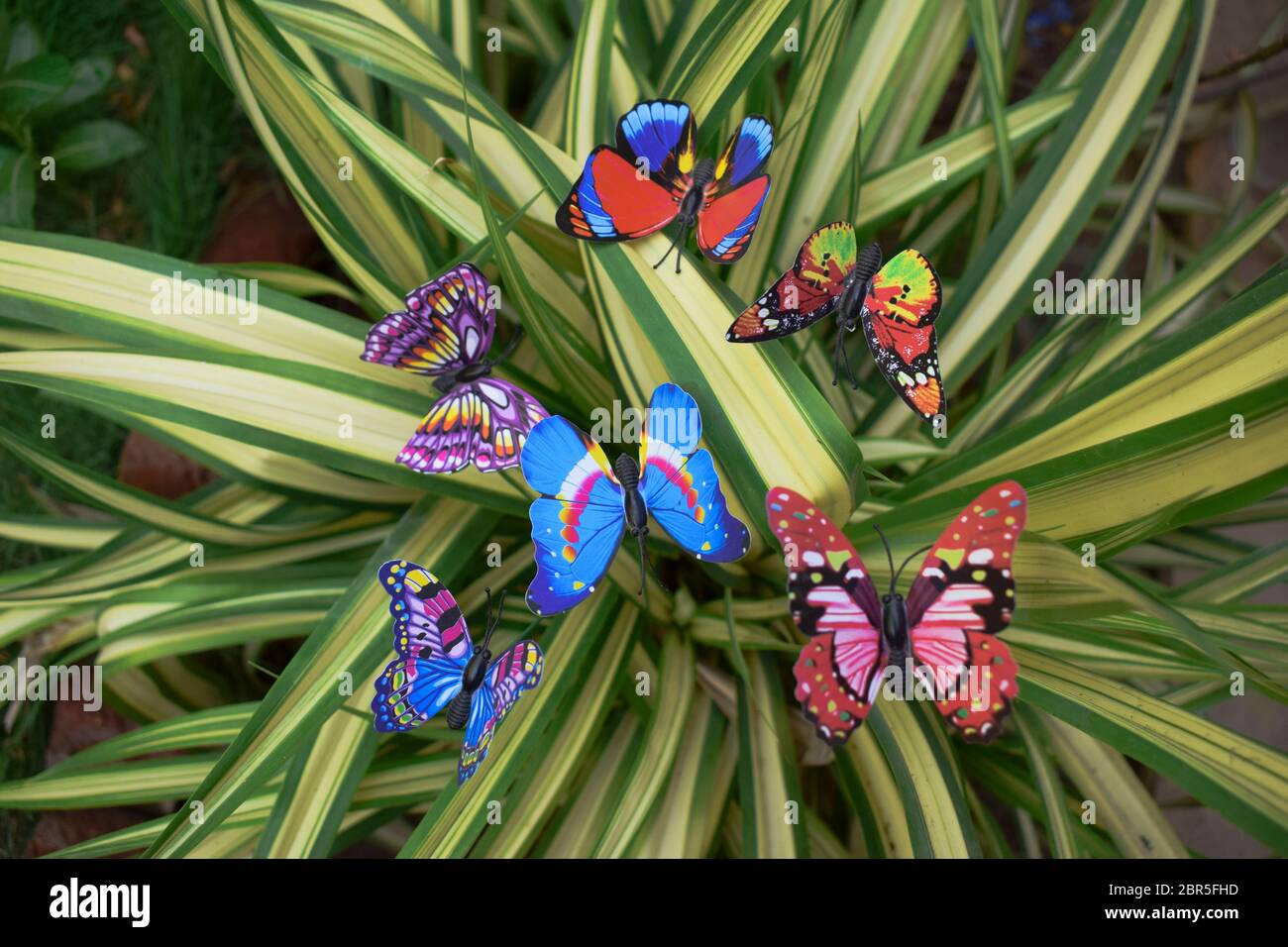 Draufsicht von verschiedene bunte Schmetterlinge fr Gartendekoration auf  Busch Strauchpflanze Untersttzung auf Spinne Efeu Pflanze. Rasen, Balkon,  Garten, Topfdekor Stockfotografie - Alamy