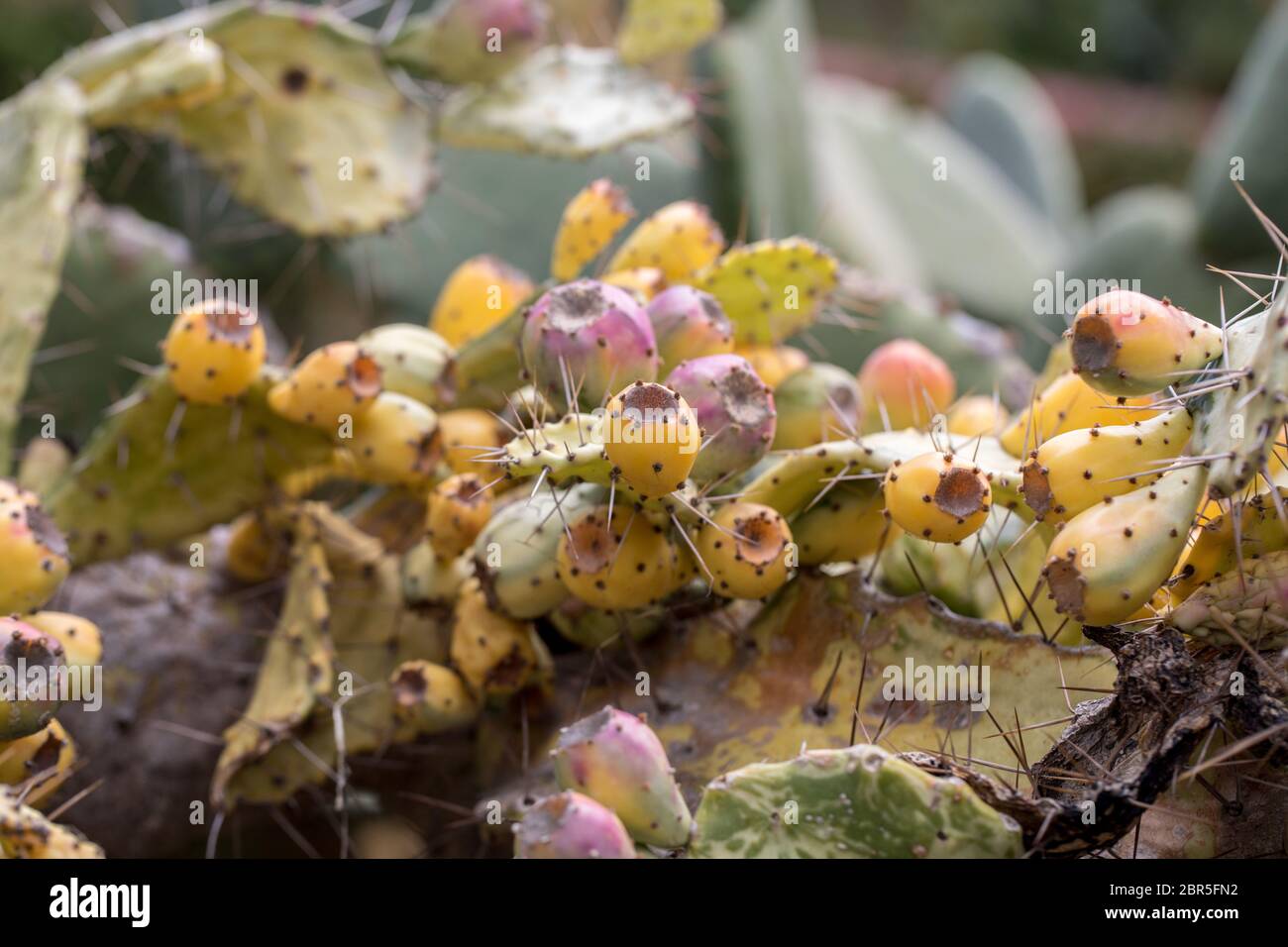 Opuntia vulgaris -Fotos und -Bildmaterial in hoher Auflsung  Alamy