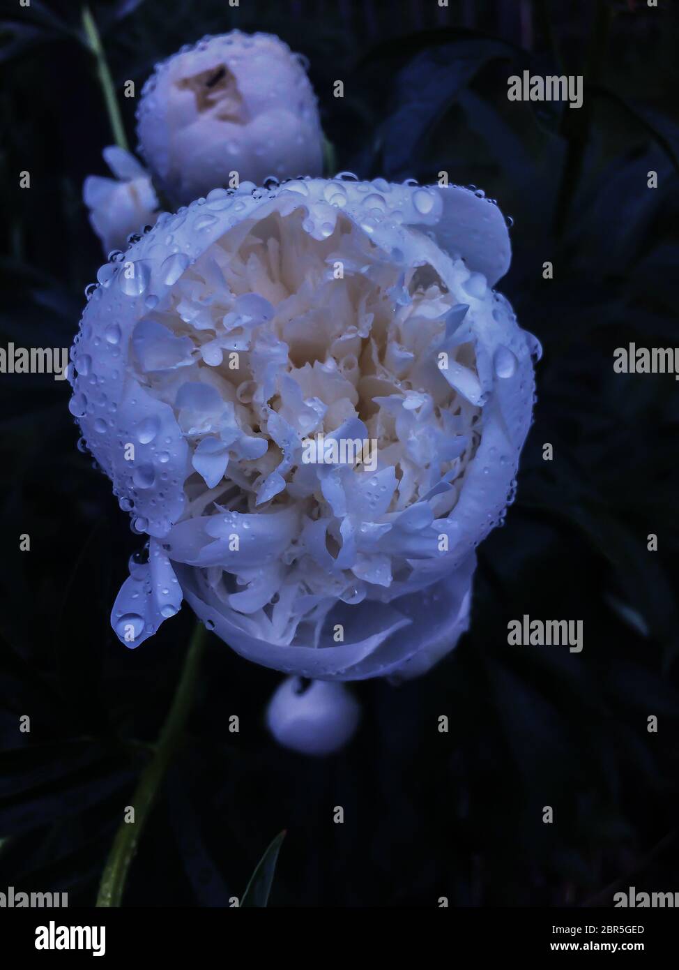 Ein weißer Pfingstrose blüht im Garten nach dem Regen. Zarte Pfingstrosen aus nächster Nähe. Pflege von Gartenpflanzen. Querformat Stockfoto