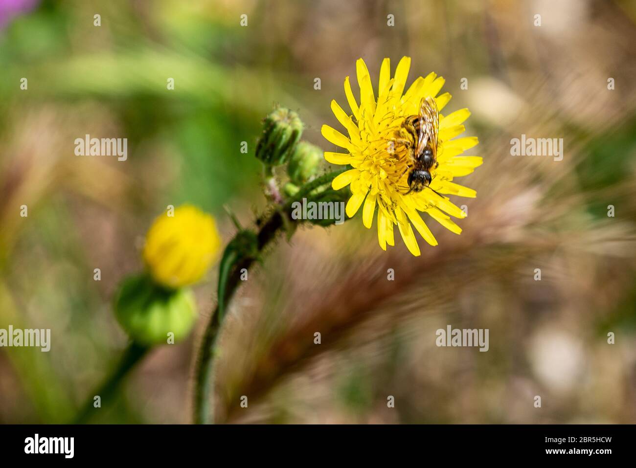 VESPA AUF BLUME, WÄHREND SIE GENÄHRT WIRD Stockfoto