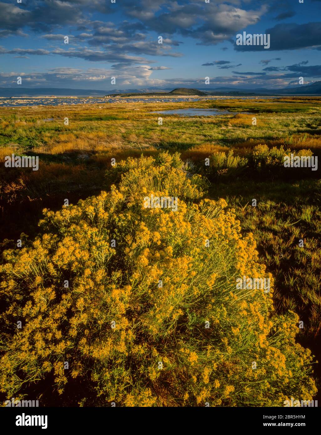 Rabbitbrush, Ericameria nauseosa, Mono Lake, Mono Basin National Forest Scenic Area, Inyo National Forest, Eastern Sierra, Kalifornien Stockfoto