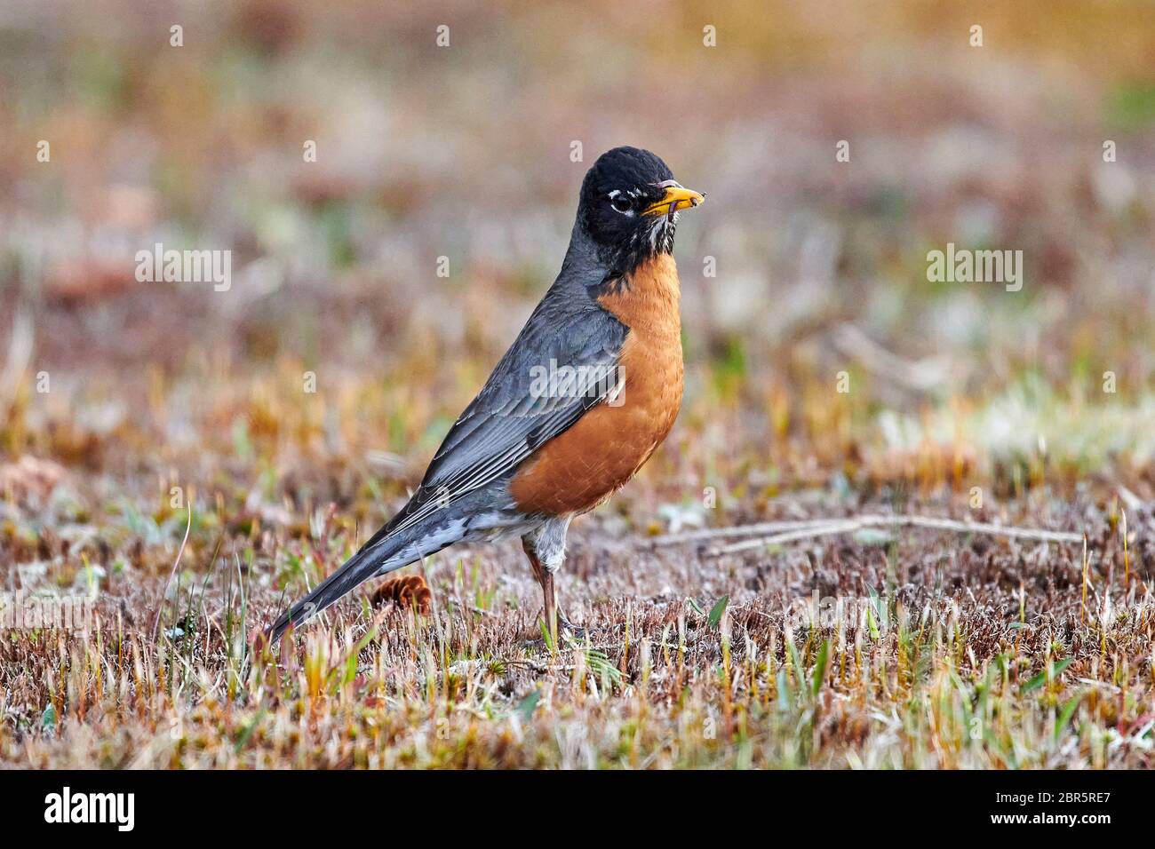 Amerikanischer Robin (Turdus migratorius) auf Nahrungssuche in Gras Cherry Hill, Nova Scotia, Kanada Stockfoto