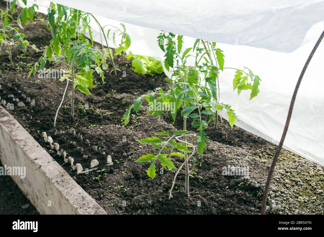 Grün wachsende Tomatenplan im Gewächshaus. Junge Sprossen einer Tomate. Gartenarbeit im Frühling Stockfoto