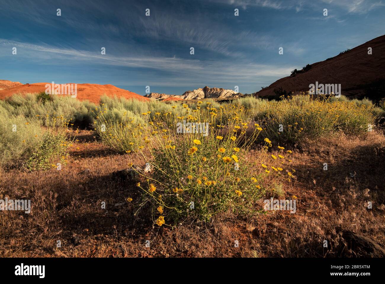 Spröder Busch und Red Rock Canyon im Snow Canyon State Park, Utah, USA. Stockfoto