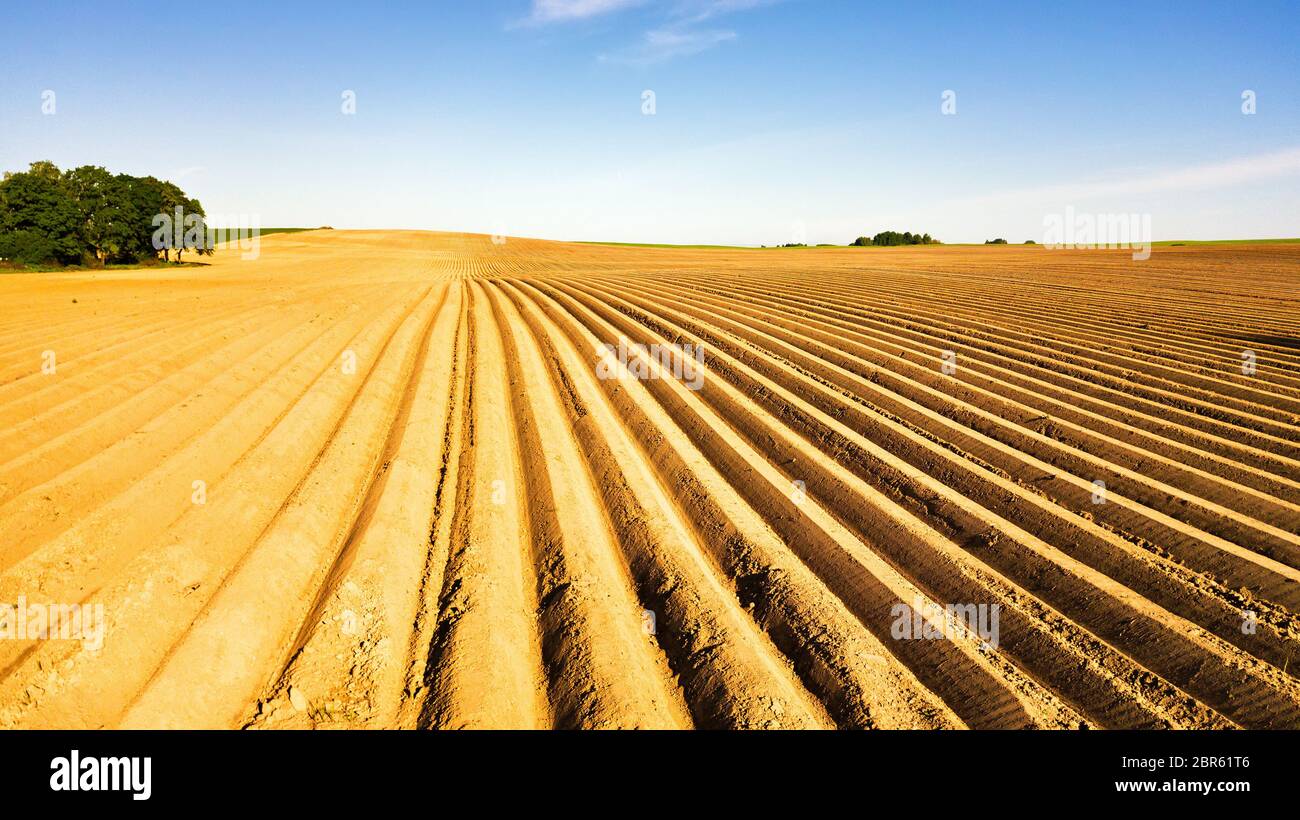 Landwirtschaftliche Landschaft, landwirtschaftliche Kulturpflanzen. Kartoffeln Feld nach der mechanisierten Einpflanzen. Spargel Feld mit Bewässerungsanlage. Lineare Landwirtschaft. Minsk Stockfoto