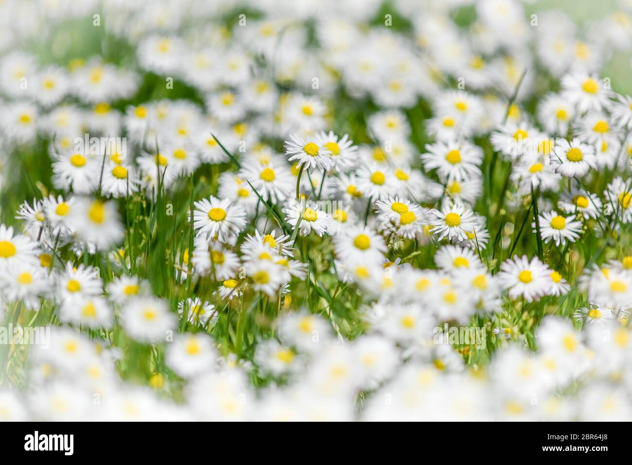 Bellis perennis. Englische Gänseblümchen, Gänseblümchen Stockfoto