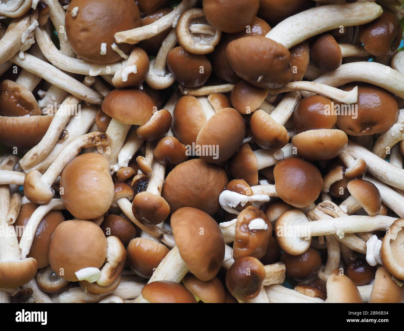 Cyclocybe aegerita (aka Poplar mushroom, kastanie Pilz oder Samt pioppini) Pilze essen Stockfoto